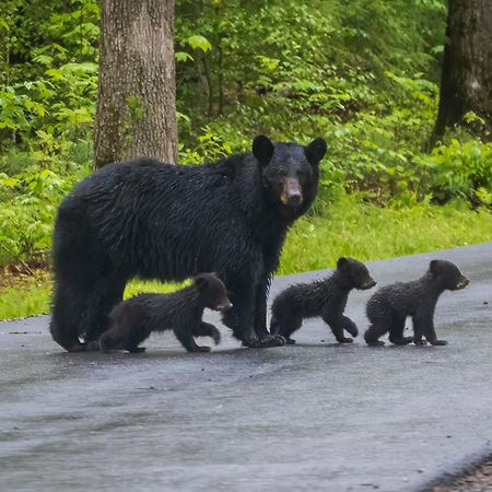 Mountain Eden, Hot Tub, Resort Pool, Wifi, 1089 Free Tickets Each Paid Day, Dollywood And More Gatlinburg Exteriör bild